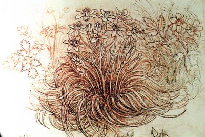 Blumen von Leonardo da Vinci